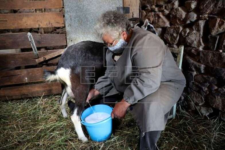 Una mujer ordeña una de sus cabras para la elaboración posterior de queso / EFE